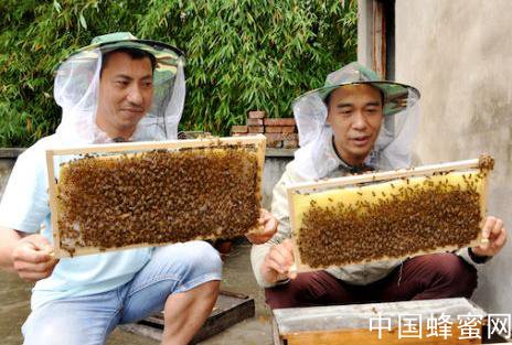 泸州纳溪村干部带头养殖蜜蜂酿出甜蜜产业 - 老蜂农集团官网_蜂蜜