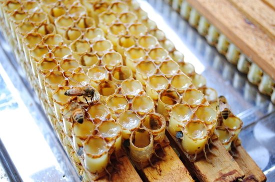 蜂王浆,大自然恩赐的保健佳品 - 老蜂农集团官网_蜂蜜_蜂王浆_蜂花粉